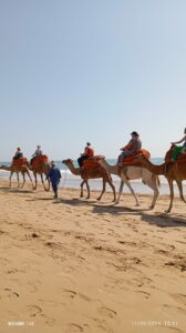 Camel Riding Experience
