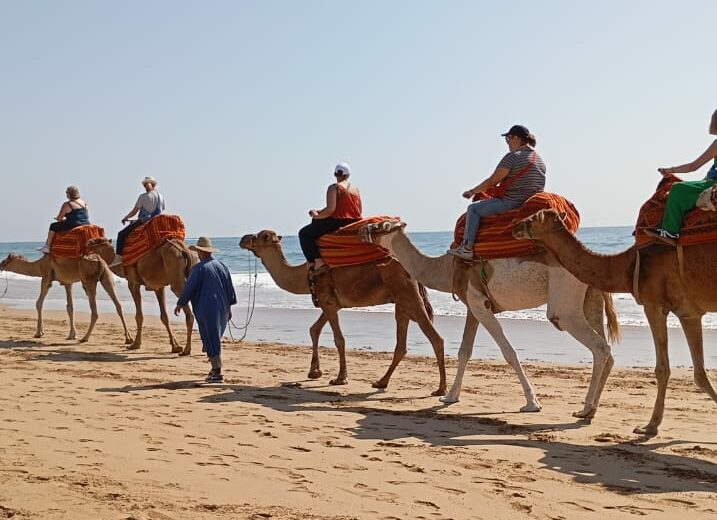 Camel Riding Experience